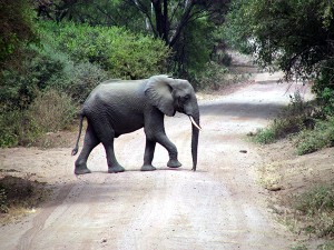 African wildlife elephant