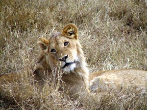 African wildlife lion