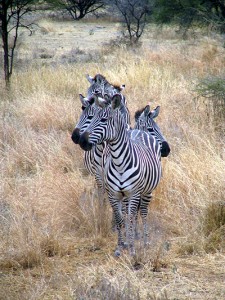 African wildlife zebra