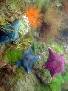 Photo of Victoria dentist takes photo of colorful sea life
