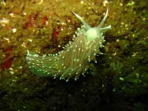 Photo of Victoria dentist takes photo of sea slug